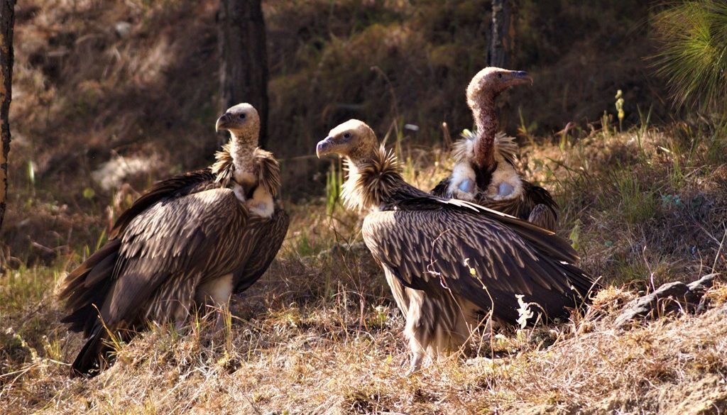 केही महिना दैलेखको चामुण्डाविन्द्रासैनी नगरपालिका ६ वडा जंगलमा देखिएका हिमाली गिद्ध । तस्वीर ः भक्तबहादुर शाही