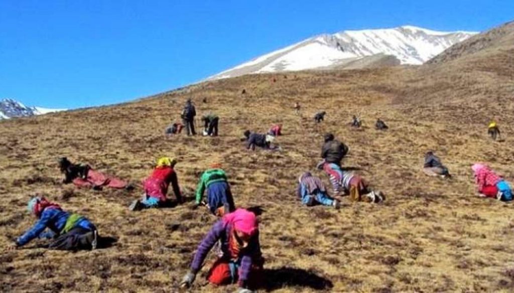 dolpa yarsa
