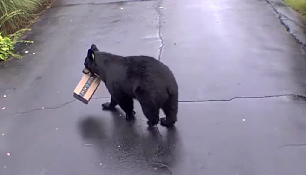 906994-black-bear_X46vz7RXkA