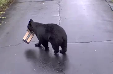 906994-black-bear_X46vz7RXkA