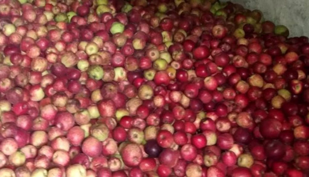 apple