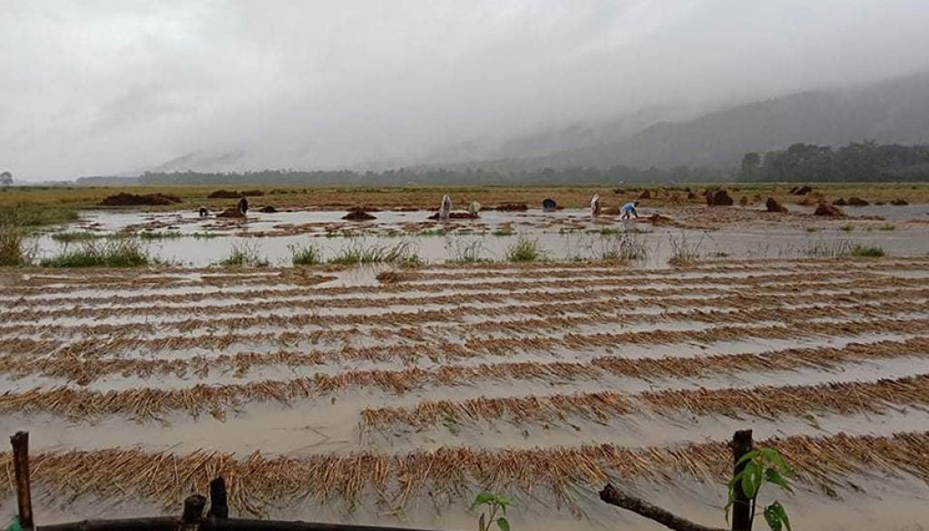 धान डुब्यो, गहुँ लाउने आश मर्‍यो