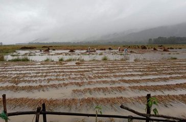 धान डुब्यो, गहुँ लाउने आश मर्‍यो