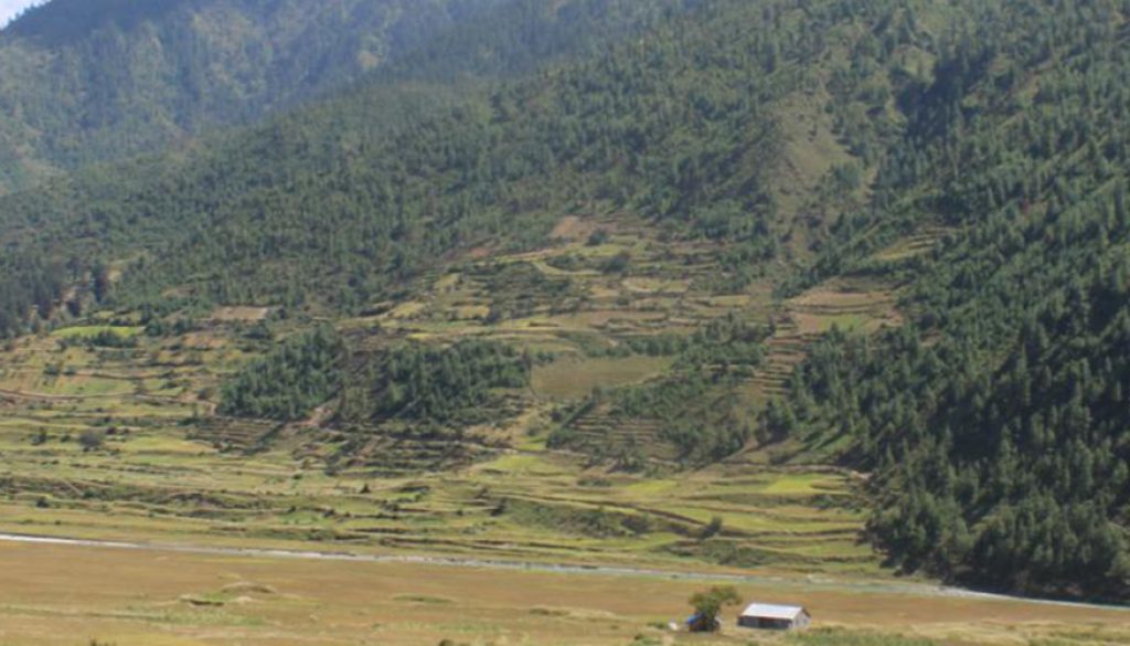 jumla-marshi-dhan-kheti