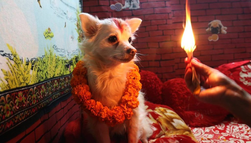 BN-LE397_dog111_M_20151110055949