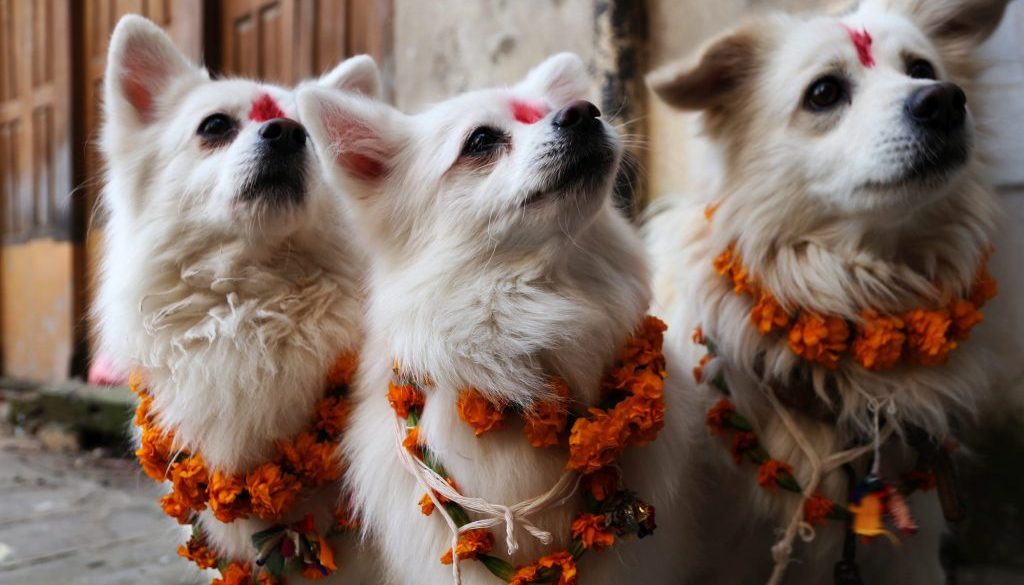 शिकारी ब्वाँसो कसरी बन्यो हाम्रो कुकुर?