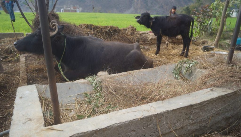 किसान ठग्दै सरकार अनुदानको भैसीमा अनियमित्तता
