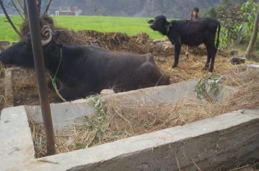 किसान ठग्दै सरकार अनुदानको भैसीमा अनियमित्तता