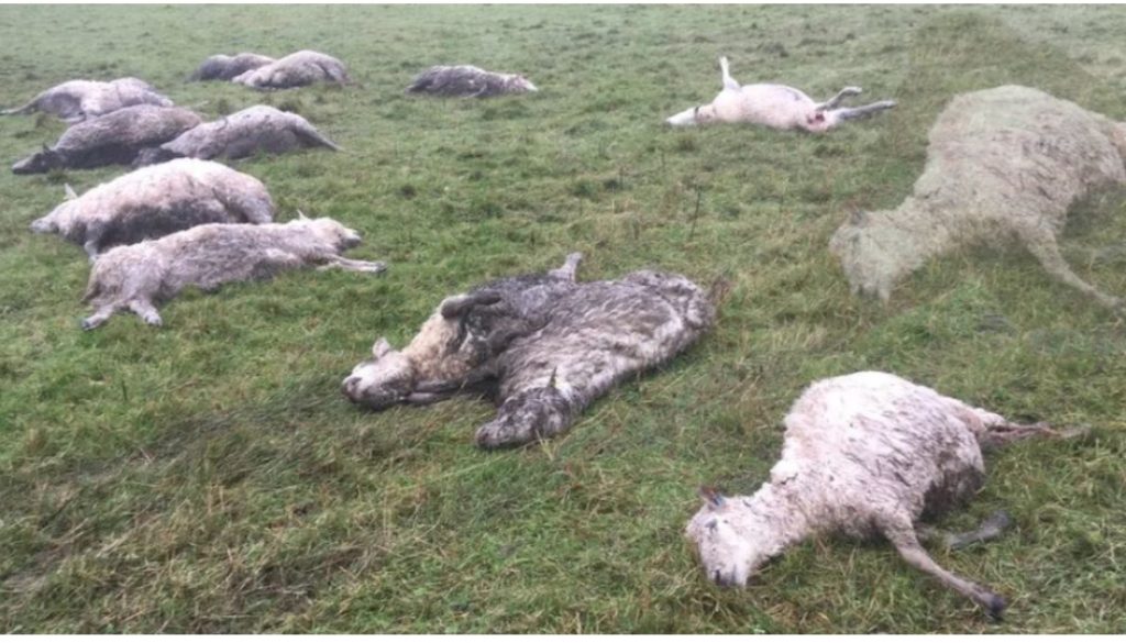 inbound5455352188003692512