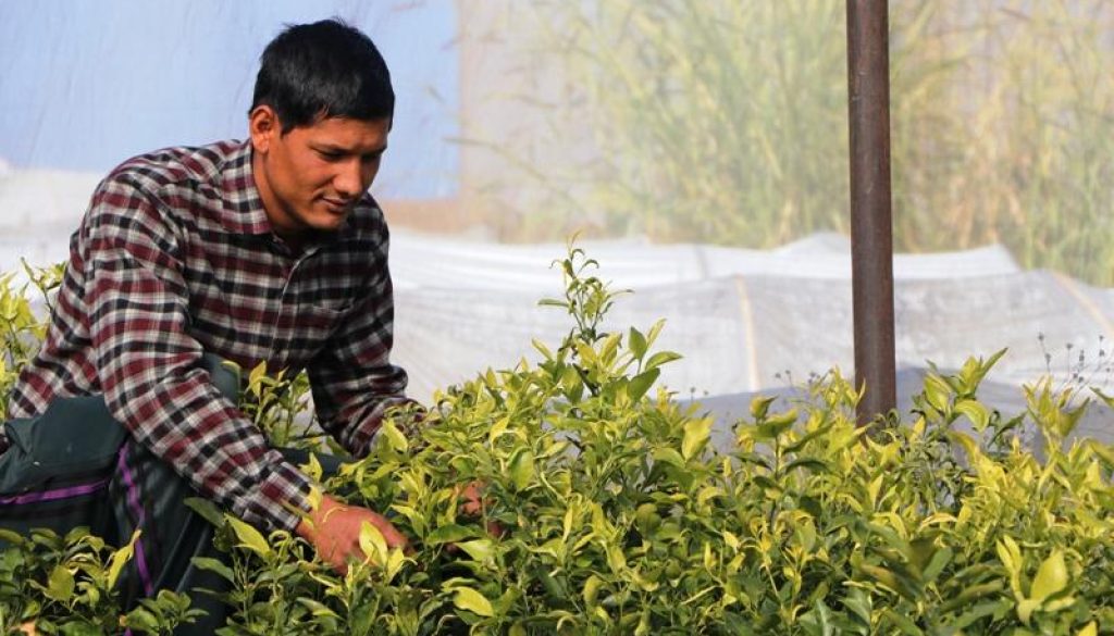 तस्वीर / विशाल सुनार दैलेख