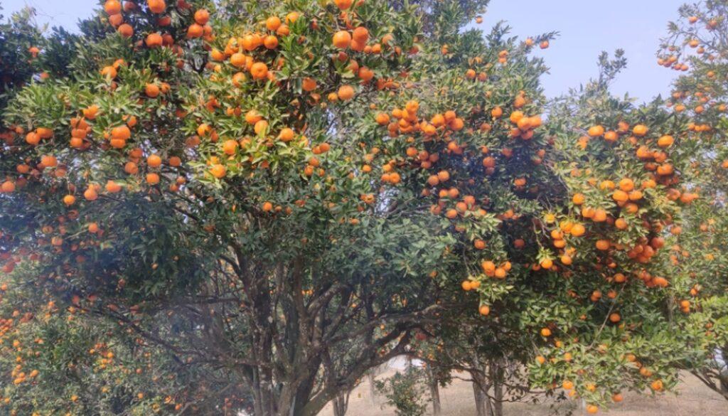 inbound48524035826981318